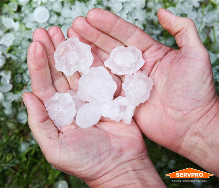 large quarter sized hail in a SERVPRO employee's man's hands from a Fort Worth Texas hailstorm near me